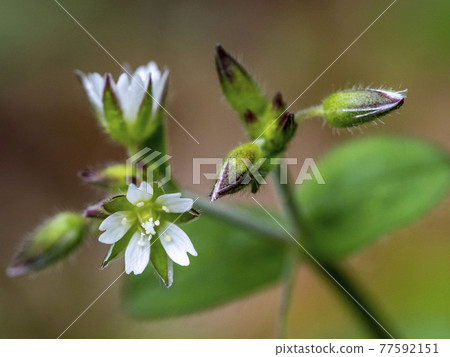 Mice-ear chick flowers Mice-ear chick flowers 77592151