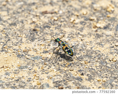 Tiger beetle on the road 77592160