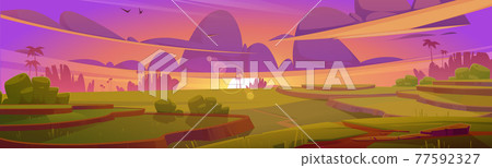 Rice field terraces, green paddy at sunset Rice field terraces, green paddy at sunset 77592327