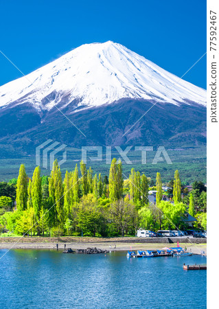 《山梨縣》初夏富士山河口湖美景 77592467