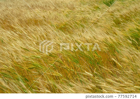 Golden wheat field Golden wheat field 77592714