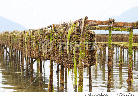 牡蠣養殖(二之島) 牡蠣養殖(二之島) 77592753