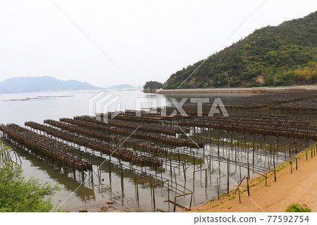 二之島（牡蠣養殖） 77592754