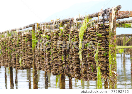 Oyster farming 77592755
