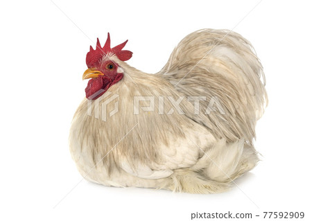 pekin bantam in studio pekin bantam in studio 77592909