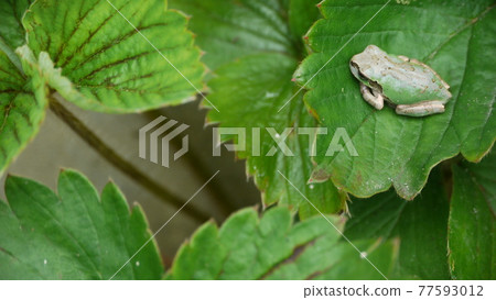  Tree frog on a leaf 77593012