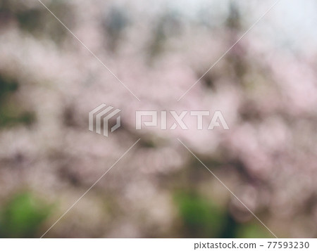 Abstract forest bokeh background, stray focus Abstract forest bokeh background, stray focus 77593230