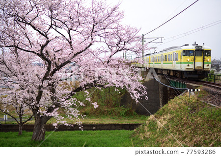 Echigo Line 115 series local train running up the cherry blossoms in full bloom and the embankment Echigo Line 115 series local train running up the cherry blossoms in full bloom and the embankment 77593286