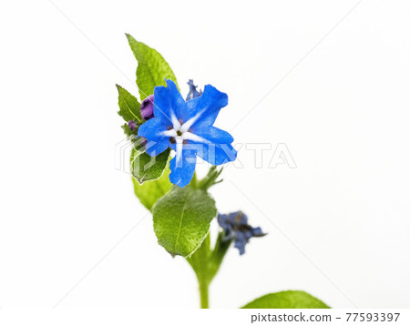 Buglossoides flower on a white background Buglossoides flower on a white background 77593397
