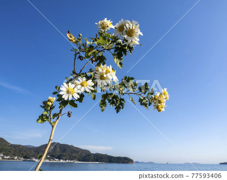 White flowers of Noji chrysanthemum White flowers of Noji chrysanthemum 77593406