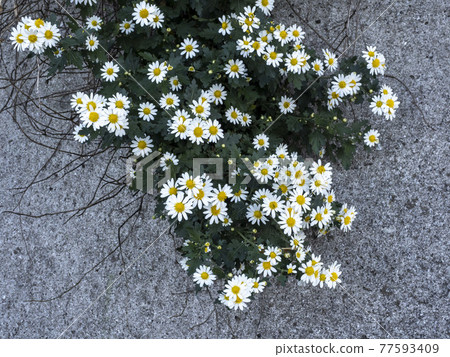 野治菊的白花 野治菊的白花 77593409