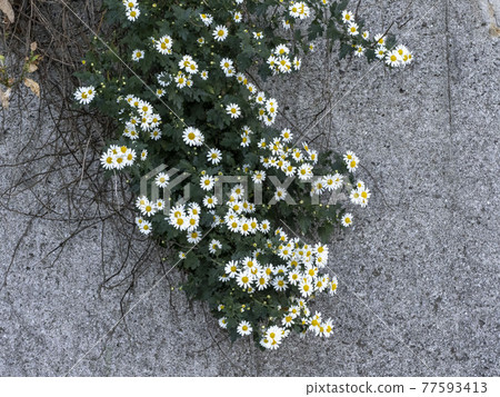 野治菊的白花 77593413