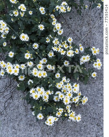 野治菊的白花 野治菊的白花 77593414