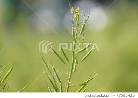 Rape flower seed 77593426