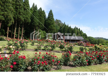 玫瑰玫瑰玫瑰東澤玫瑰公園 77593923