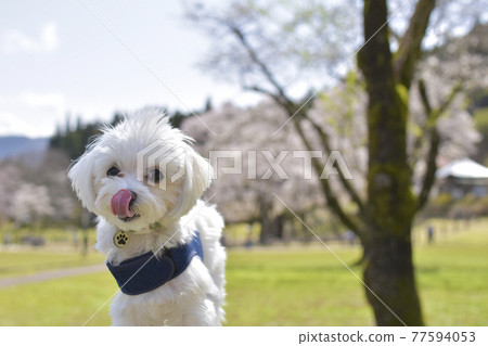 岐阜縣本棲市 Neodani Usuzumi Park Maltese 77594053