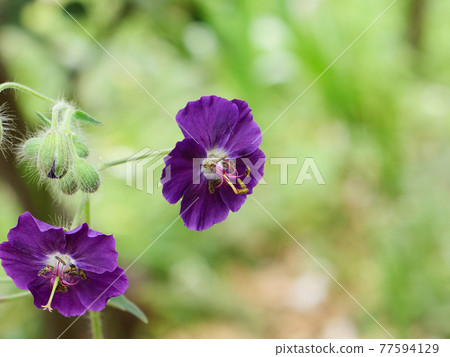 Kurobana Furo 77594129