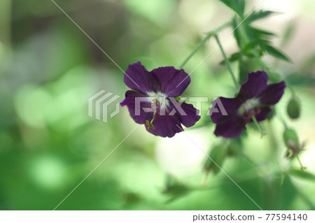 Kurobana Furo 77594140