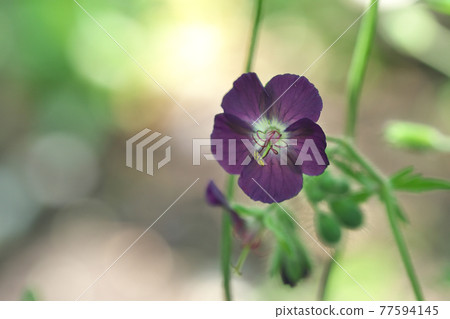 Kurobana Furo Kurobana Furo 77594145