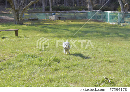 馬耳他狗在狗場 馬耳他狗在狗場 77594178