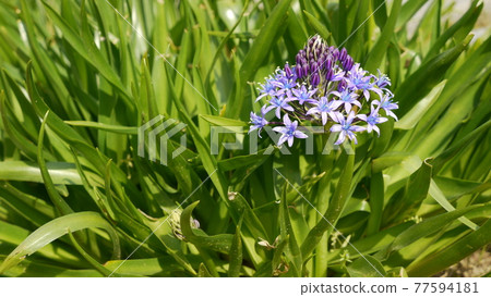 Scilla peruviana 在花園裡 Scilla peruviana 在花園裡 77594181