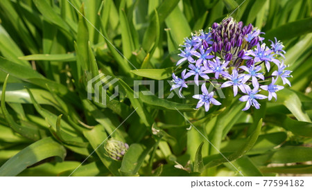 Scilla peruviana 花和芽 Scilla peruviana 花和芽 77594182