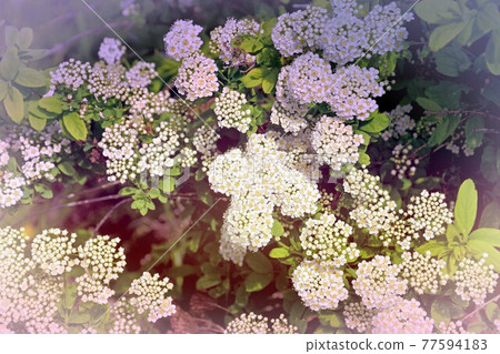 The small flowers of Spirea (Latin. Spiraea) white The small flowers of Spirea (Latin. Spiraea) white 77594183