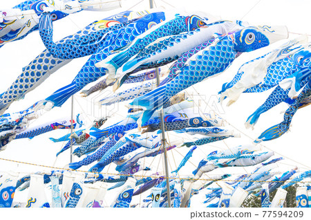 A blue carp streamer that resonates with the victims and expresses the feelings of reconstruction from the Great East Japan Earthquake Higashi Matsushima City, Miyagi Prefecture A blue carp streamer that resonates with the victims and expresses the feelings of reconstruction from the Great East Japan Earthquake Higashi Matsushima City, Miyagi Prefecture 77594209