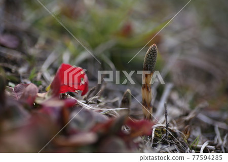 Horsetail 77594285