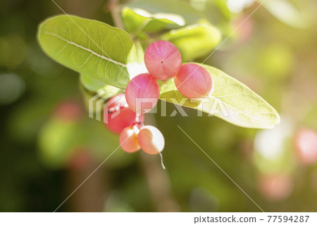 Bengal Currants or Carandas, Karanda Plum Bengal Currants are the red fruits of Thailand. Medicinal fruit is a kind of fruit that is the size of a berry. 77594287