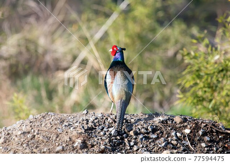 Wild bird pheasant Wild bird pheasant 77594475