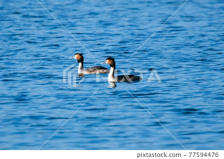 Wild bird Wild bird 77594476