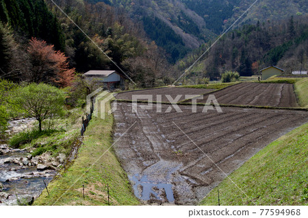 Rural landscape Spring, rice fields, farm work scenes Rural landscape Spring, rice fields, farm work scenes 77594968