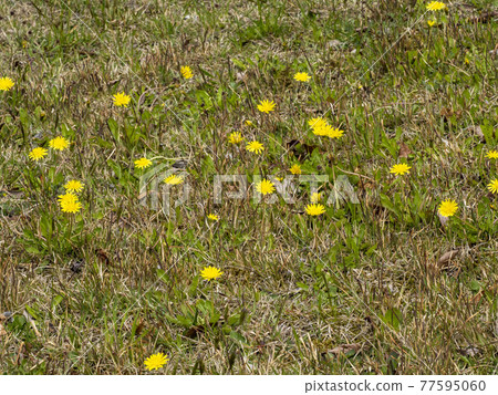 A field where Kansai dandelions bloom 77595060