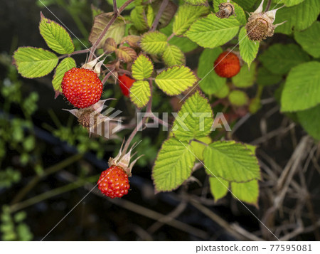 The red fruit of the monkey The red fruit of the monkey 77595081