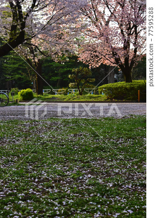 early morning cherry blossoms 77595288