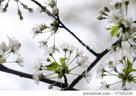 Cherry blossom in spring with soft focus, sakura season, blooming brunch, nature spring background. 77595295