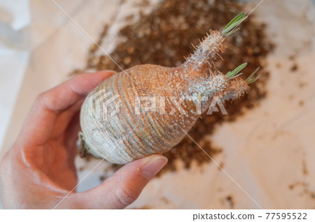 無根 Grachyris 的生根管理 77595522