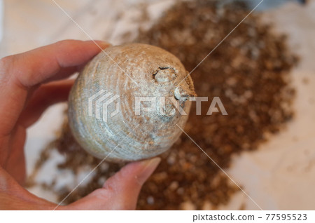 無根的禾草 77595523