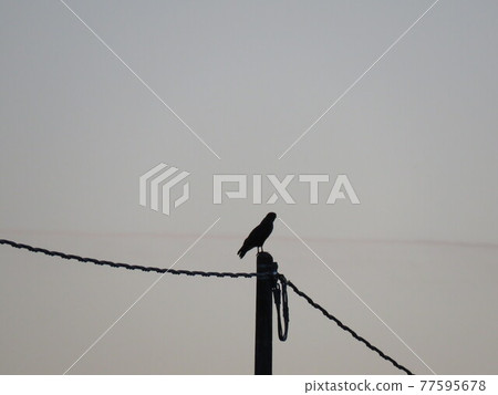 The kestrel The kestrel 77595678