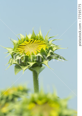 Large sunflower flower bud Large sunflower flower bud 77595775