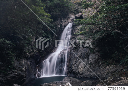 Natural heritage A landscape with a waterfall in the northern part of Okinawa Prefecture 77595939
