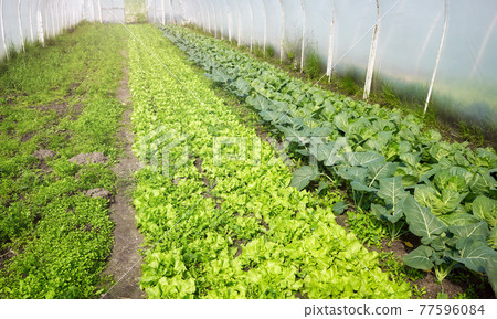 Organic vegetable cultivation in polytunnel. Organic vegetable cultivation in polytunnel. 77596084