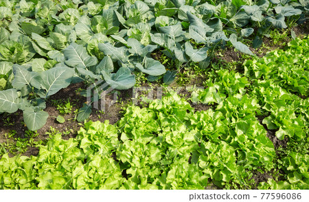 Organic vegetable patch with young lettuce in the foreground. Organic vegetable patch with young lettuce in the foreground. 77596086