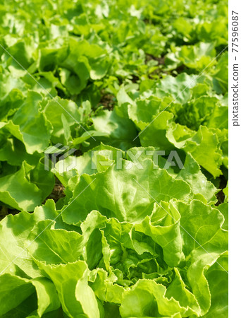 Close up picture of organic lettuce on a field, selective focus. 77596087
