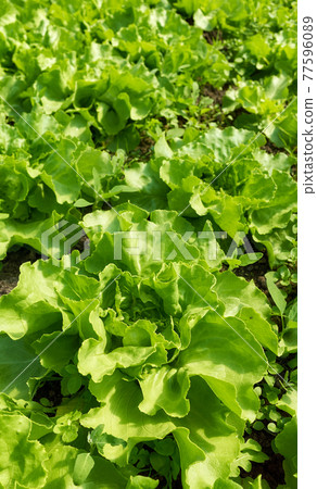 Close up picture of organic lettuce field, selective focus. 77596089