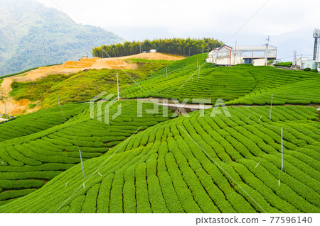 臺灣南投竹山八卦茶園Taiwan Nantou Zhushan Bagua Tea Garden 臺灣南投竹山八卦茶園Taiwan Nantou Zhushan Bagua Tea Garden 77596140