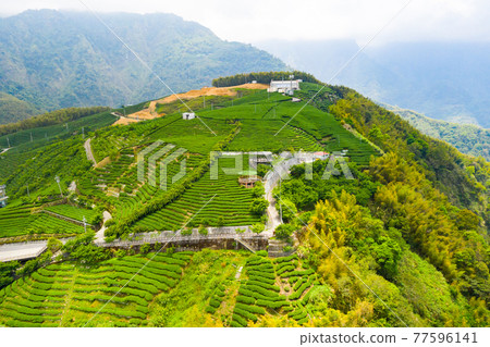 Taiwan Nantou Zhushan Bagua Tea GardenTaiwan Nantou Zhushan Bagua Tea Garden 77596141