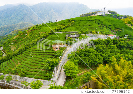 Taiwan Nantou Zhushan Bagua Tea GardenTaiwan Nantou Zhushan Bagua Tea Garden Taiwan Nantou Zhushan Bagua Tea GardenTaiwan Nantou Zhushan Bagua Tea Garden 77596142