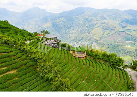 臺灣南投竹山八卦茶園Taiwan Nantou Zhushan Bagua Tea Garden 77596145